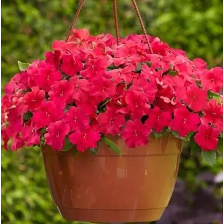 Seminte IMPATIENS walleriana BEACON Lipstick 1000s