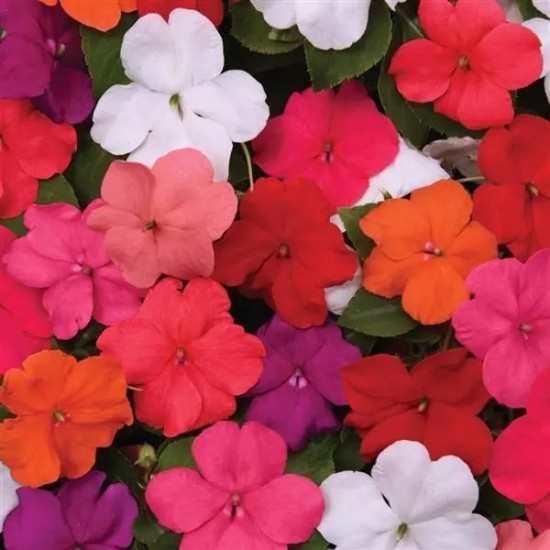Seminte IMPATIENS walleriana BEACON Mix Select 1000s
