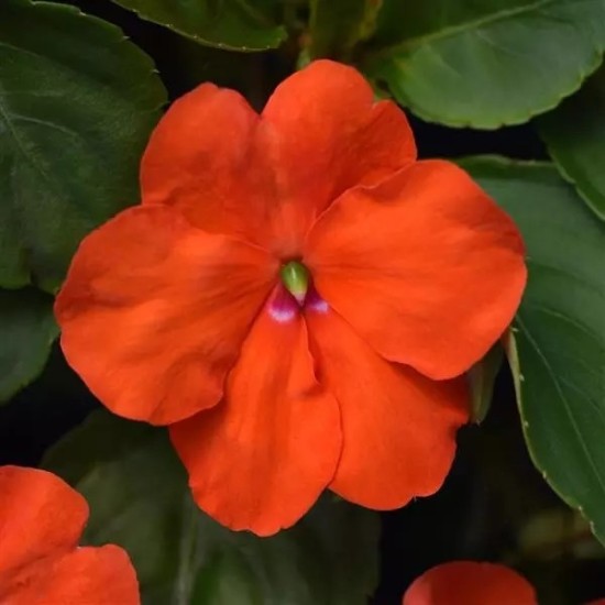 Seminte IMPATIENS walleriana BEACON Orange 1000s