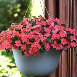 Seminte IMPATIENS walleriana BEACON Salmon 1000s