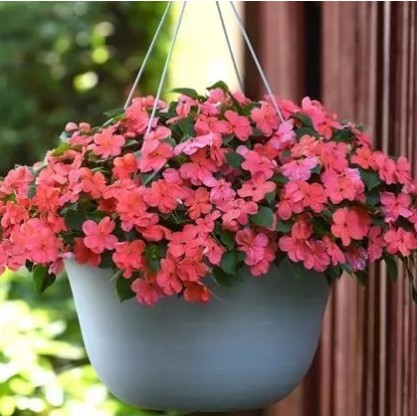 Seminte IMPATIENS walleriana BEACON Salmon 1000s