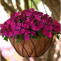 Seminte IMPATIENS walleriana BEACON Violet Shades 1000s