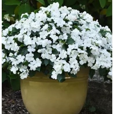 Seminte IMPATIENS walleriana BEACON White 1000s