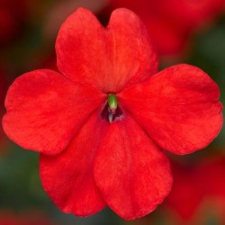 Seminte IMPATIENS walleriana IMARA XDR Orange 1000s