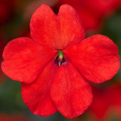 Seminte IMPATIENS walleriana IMARA XDR Orange 1000s