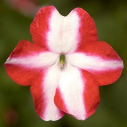 Seminte IMPATIENS walleriana IMARA XDR Orange Star 1000s