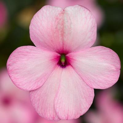 Seminte IMPATIENS walleriana IMARA XDR Pink 1000s