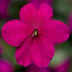Seminte IMPATIENS walleriana IMARA XDR Purple 1000s
