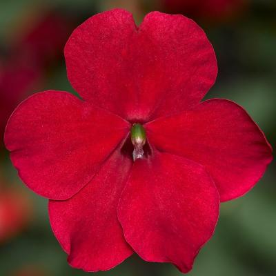 Seminte IMPATIENS walleriana IMARA XDR Red 1000s