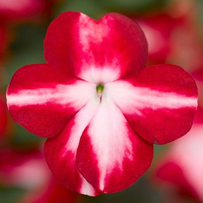 Seminte IMPATIENS walleriana IMARA XDR Red Star 1000s