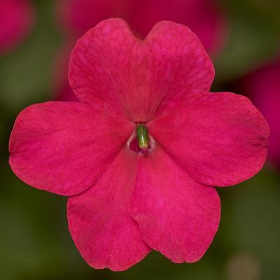 Seminte IMPATIENS walleriana IMARA XDR Rose 1000s