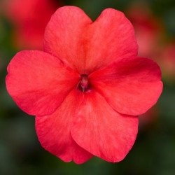 Seminte IMPATIENS walleriana IMARA XDR Salmon 1000s