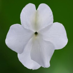 Seminte IMPATIENS walleriana IMARA XDR White 1000s