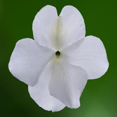 Seminte IMPATIENS walleriana IMARA XDR White 1000s