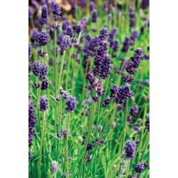 Seminte LAVANDULA angustifolia LAVANCE Purple Deep 1000s