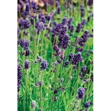 Seminte LAVANDULA angustifolia LAVANCE Purple Deep 1000s