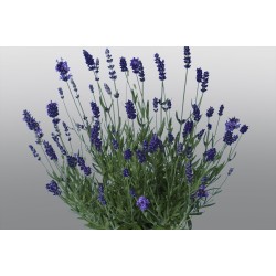 Seminte LAVANDULA angustifolia PROMISE Violet Blue 1000s