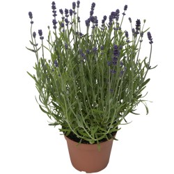 Seminte LAVANDULA angustifolia SCENT Blue Impr.1000s