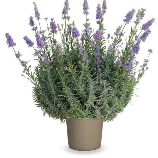 Seminte LAVANDULA angustifolia SCENT Blue Mini 1000s