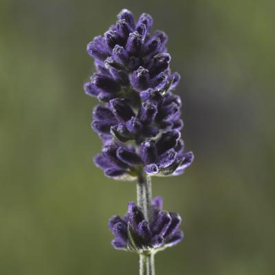 Seminte LAVANDULA angustifolia SCENT Early Blue 1000s