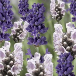 Seminte LAVANDULA angustifolia SCENT Early Mix Blue&White 1000s