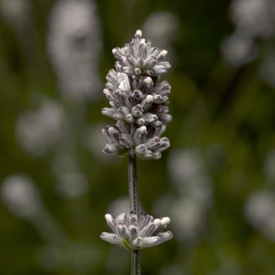 Seminte LAVANDULA angustifolia SCENT Early White 1000s