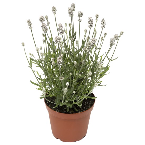 Seminte LAVANDULA angustifolia SCENT White Compact 1000s