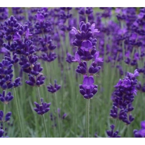 Seminte LAVANDULA angustifolia SPEAR Blue 500s