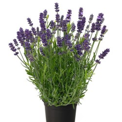 Seminte LAVANDULA angustifolia CHILL-OUT Blue 1000s
