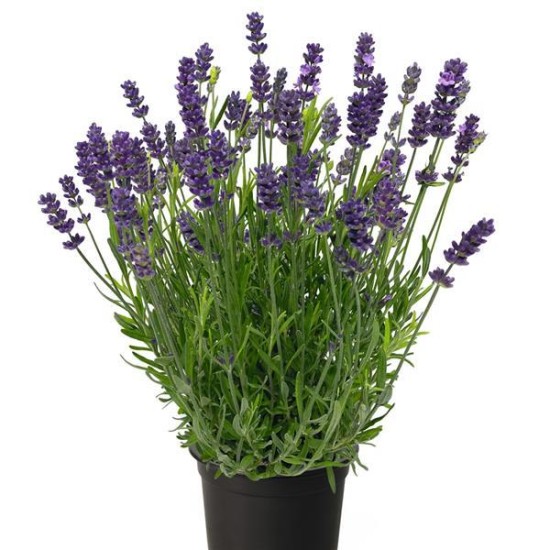 Seminte LAVANDULA angustifolia CHILL-OUT Blue 1000s