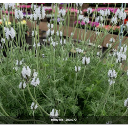 Seminte LAVANDULA multifida TORCH Minty Ice 1000s
