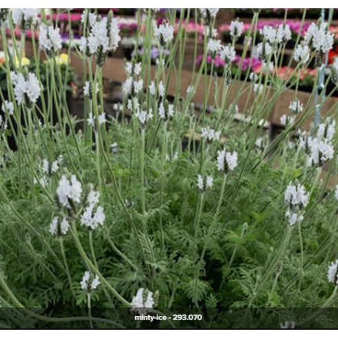 Seminte LAVANDULA multifida TORCH Minty Ice 1000s