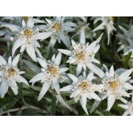 Seminte LEONTOPODIUM alpinum Everest -Floare de Colt