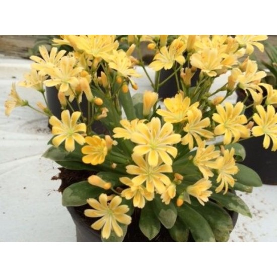 Seminte LEWISIA cotyledon ELISE Golden Yellow 500s