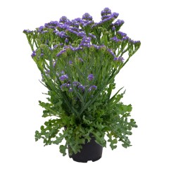 Seminte LIMONIUM sinuatum HIPSTER Blue 1000s