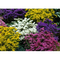 Seminte LIMONIUM sinuatum HIPSTER Mix 1000s