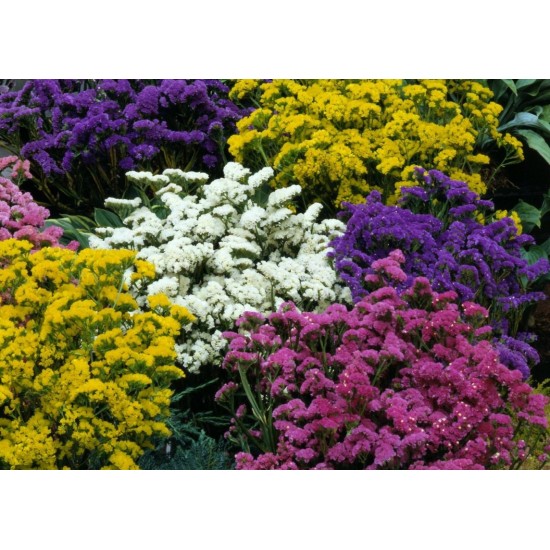 Seminte LIMONIUM sinuatum HIPSTER Mix 1000s