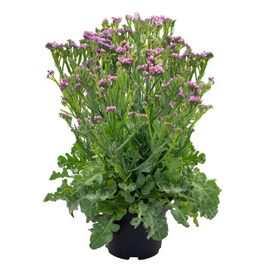 Seminte LIMONIUM sinuatum HIPSTER Rose 1000s