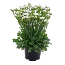 Seminte LIMONIUM sinuatum HIPSTER White 1000s