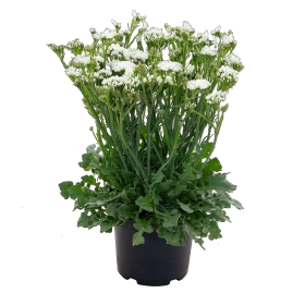 Seminte LIMONIUM sinuatum HIPSTER White 1000s