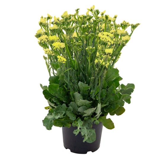 Seminte LIMONIUM sinuatum HIPSTER Yellow 1000s