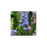 Seminte LIMONIUM sinuatum QIS Blue Pale (Evanthia) 1000s