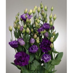 Seminte LISIANTHUS (Eustoma) CESSNA F1 Blue III 1000s
