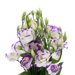 Seminte LISIANTHUS (Eustoma) CESSNA F1 Blue Picotee III 1000s