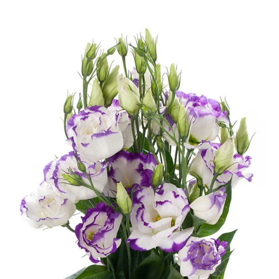 Seminte LISIANTHUS (Eustoma) CESSNA F1 Blue Picotee III 1000s
