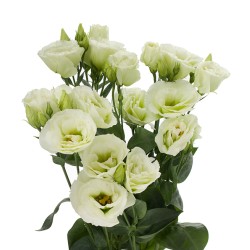 Seminte LISIANTHUS (Eustoma) CESSNA F1 Green III 1000s