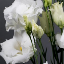 Seminte LISIANTHUS (Eustoma) CESSNA F1 Pure White III 1000s