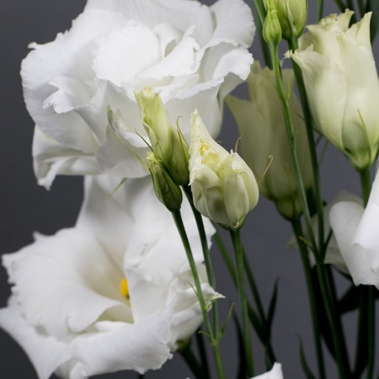 Seminte LISIANTHUS (Eustoma) CESSNA F1 Pure White III 1000s