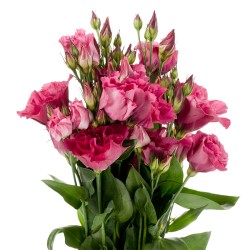 Seminte LISIANTHUS (Eustoma) CESSNA F1 Red III 1000s