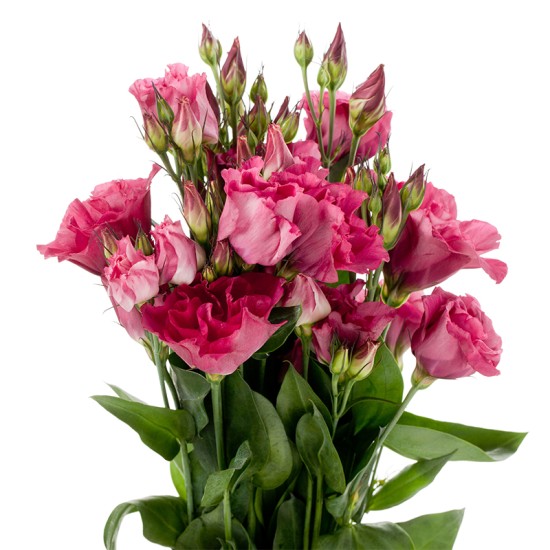 Seminte LISIANTHUS (Eustoma) CESSNA F1 Red III 1000s
